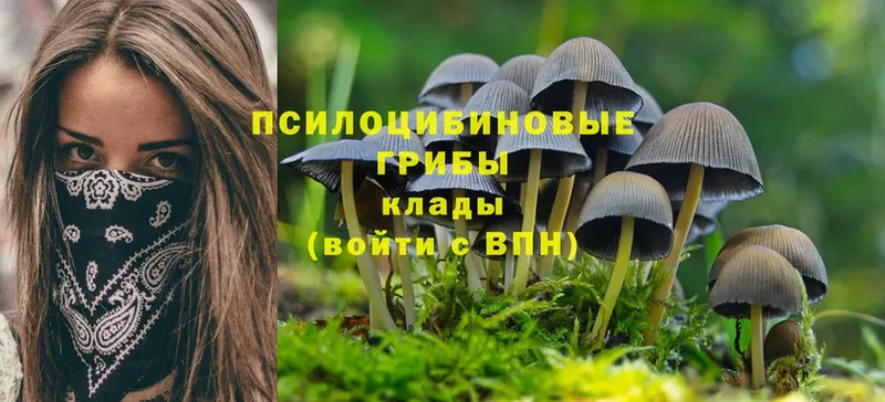 купить закладку  Пушкино  Псилоцибиновые грибы Cubensis 